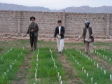 Salinity trial on barley in Afghanistan