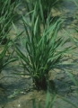 vegetative irrigated rice