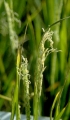 salt stress effects on a rice panicle
