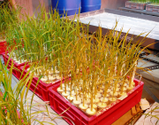 Effects of root zone bacteria on iron toxicitiy symptoms in rice