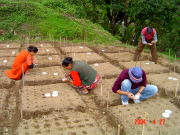 Sowing the rice garden in Nepal